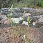 Polypogon maritimus Vekstform