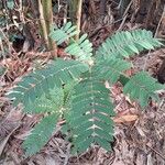 Cnestis corniculata Leaf