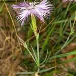 Dianthus sternbergii Blüte