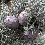 Cupressus arizonica Fruit