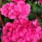 Hydrangea macrophyllaফুল