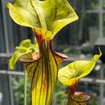 Sarracenia flava Folha