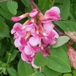 Robinia hispida Квітка