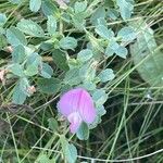 Ononis spinosa Flower