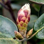 Rhododendron thomsonii Otro