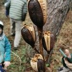 Cardiocrinum giganteum Fruto