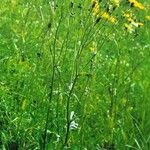 Crepis vesicaria Habitatea