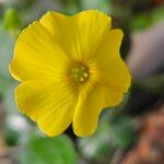 Oxalis megalorrhiza Květ