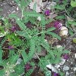 Astragalus hypoglottis Blad