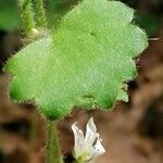 Saxifraga rotundifolia Lehti