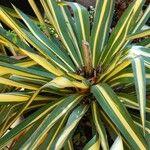 Yucca flaccida Leaf