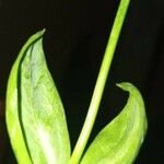 Blackstonia imperfoliata Leaf