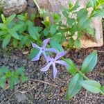 Vinca herbacea Flor