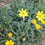 Coreopsis auriculata Hábito
