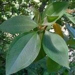 Miconia albicans Leaf