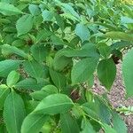 Stewartia rostrata Hoja