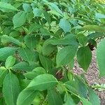 Stewartia rostrata Hostoa