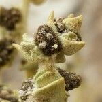 Atriplex imbricata 其他