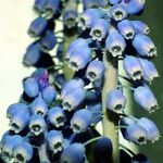 Muscari botryoides പുഷ്പം