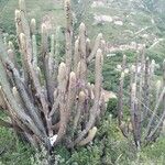 Pilosocereus tillianus Hoja