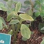 Peperomia blanda पत्ता