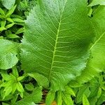 Armoracia rusticana 葉