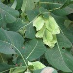 Terminalia macroptera Fruto