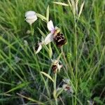 Ophrys fuciflora Õis