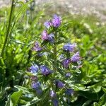 Echium vulgare Flower