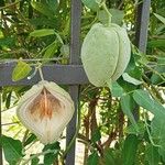 Araujia sericifera Frukt