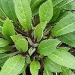 Cirsium monspessulanum Leaf