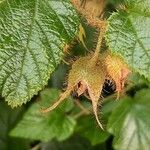 Rubus tricolor Fruit