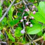 Pyrola asarifolia Flower