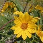 Helianthus grosseserratus Blüte