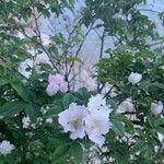 Rosa tomentosa Flor