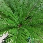 Cycas revoluta List