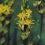 Narthecium ossifragum Flower