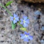 Dampiera stricta Fleur