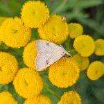 Tanacetum vulgare Flower