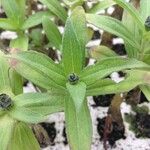 Zinnia spp. Leaf