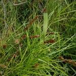 Carex vulpinoidea Leaf