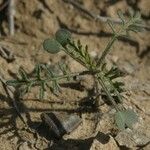 Carrichtera annua Habit