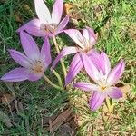 Colchicum lusitanum Flower