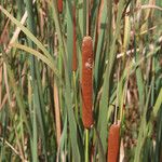 Typha orientalis Habit