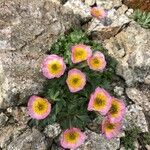 Ranunculus glacialis Flower