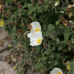 Cistus salviifolius 花