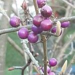 Callicarpa bodinieri Fruit