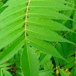 Rhus glabra Hoja