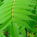 Rhus glabra Ліст