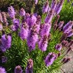 Liatris spicata 花